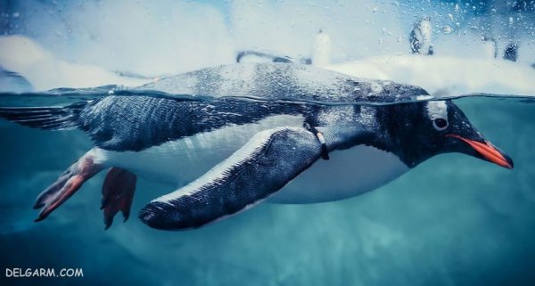  عکس پنگوئن برای اینستاگرام