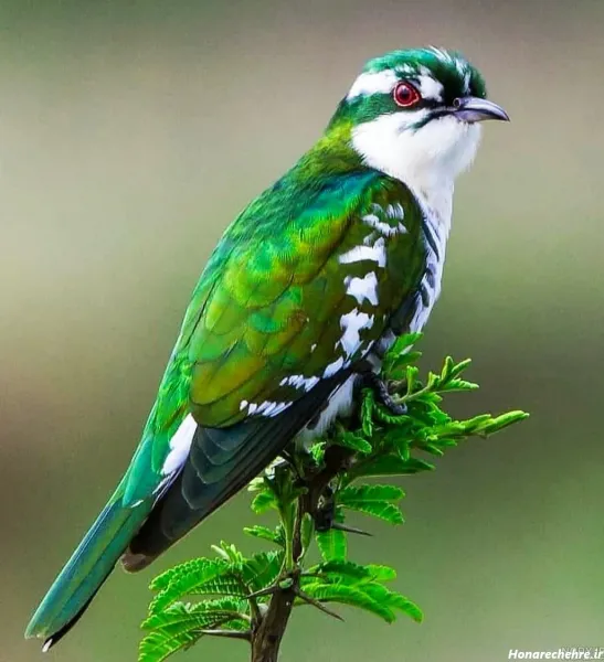  عکس پروفایل پرنده