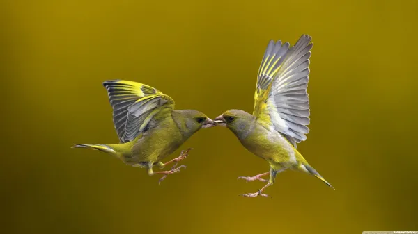  عکس پروفایل پرنده