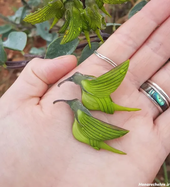  عکس پروفایل پرنده