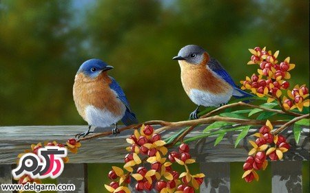 عکس پرنده های رنگی