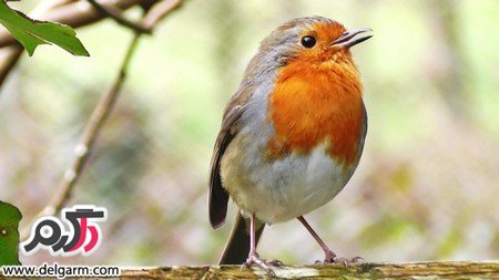 عکس پرنده های بهشتی