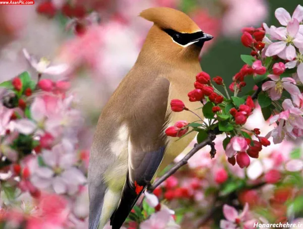 عکس پرنده های بهشتی