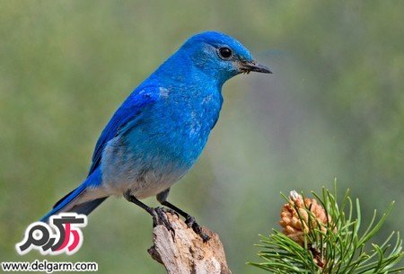  عکس پرنده های رنگی