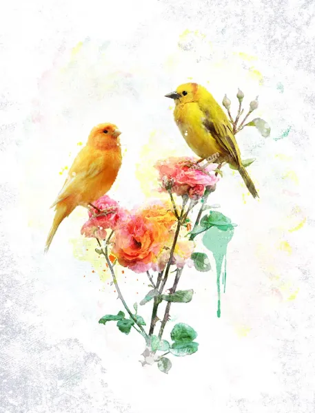  عکس پرنده های رنگی