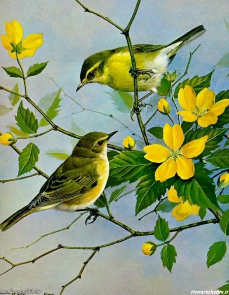 عکس پرنده های بهشتی