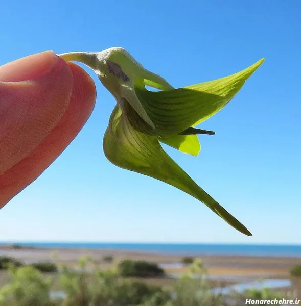  عکس پرنده های رنگی