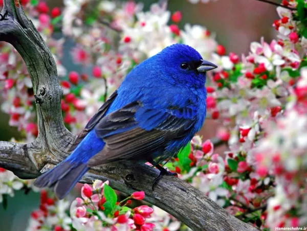 عکس پرنده های بهشتی