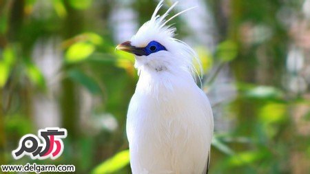 عکس پرنده های بهشتی