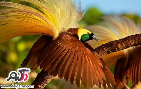 عکس پرنده های بهشتی