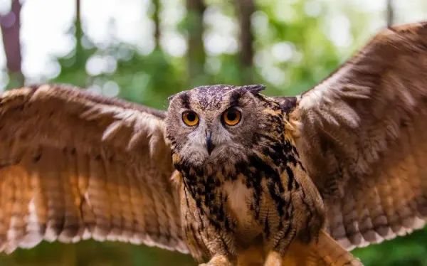 عکس پرندگان زیبا در طبیعت