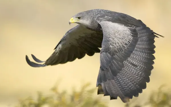 عکس پرنده زیبا برای پروفایل