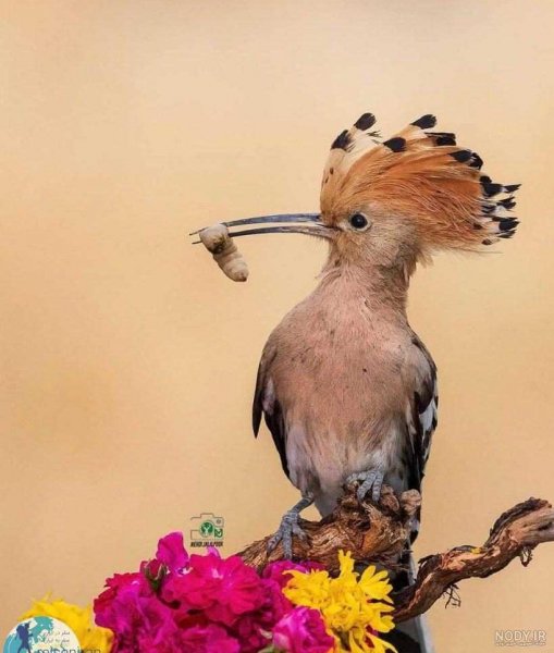  عکس دارکوب و هدهد