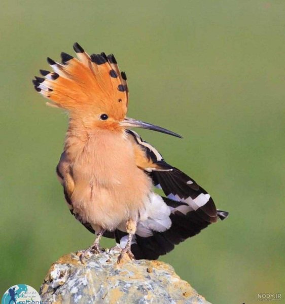  عکس دارکوب و هدهد