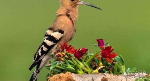  عکس دارکوب و هدهد