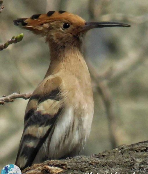  عکس دارکوب و هدهد