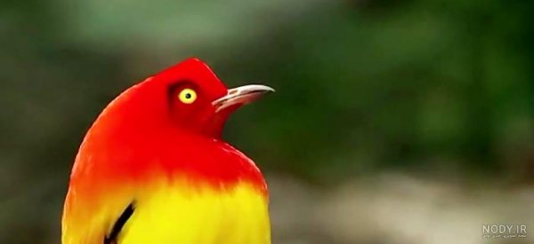  عکس دارکوب و هدهد