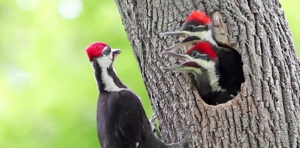  عکس دارکوب و هدهد