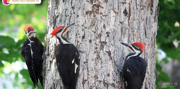  عکس دارکوب و هدهد