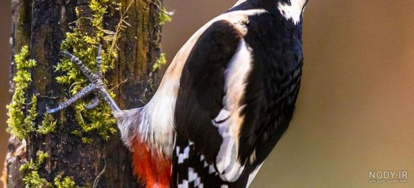  عکس دارکوب و هدهد