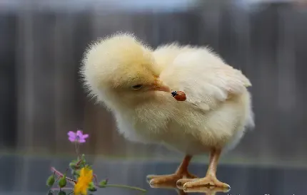  عکس پروفایل جوجه های طلایی