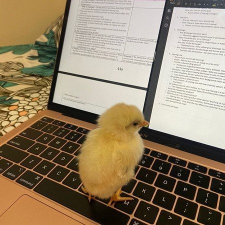  عکس جوجه کیوت برای پروفایل