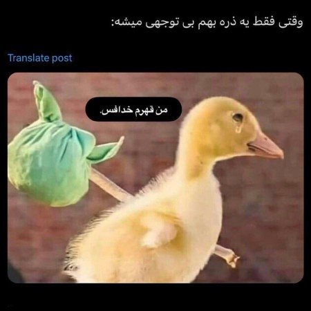  عکس جوجه کیوت برای پروفایل