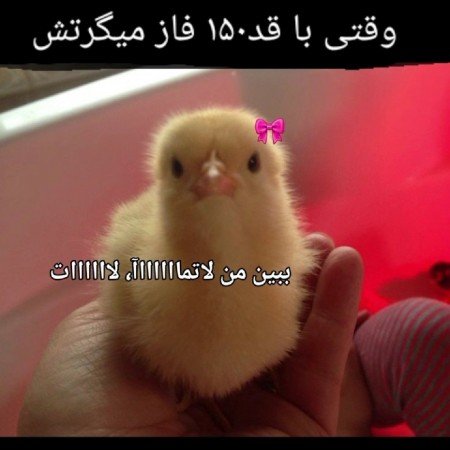  عکس جوجه کیوت برای پروفایل