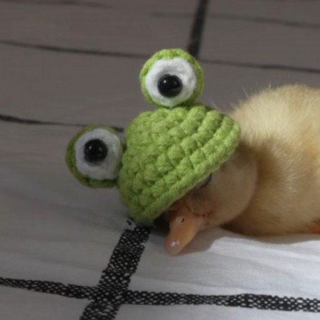  عکس جوجه کیوت برای پروفایل