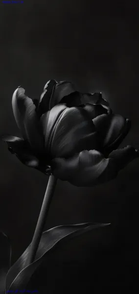 تصویر زمینه گل مشکی