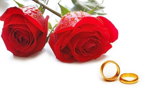  والپیپر دسته گل رز قرمز عاشقانه