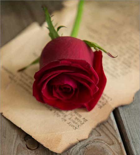  والپیپر دسته گل رز قرمز عاشقانه