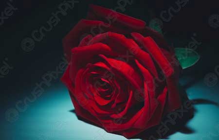  والپیپر دسته گل رز قرمز عاشقانه