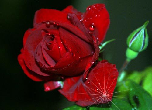  والپیپر دسته گل رز قرمز عاشقانه