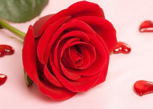  والپیپر دسته گل رز قرمز عاشقانه