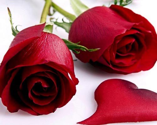  والپیپر دسته گل رز قرمز عاشقانه