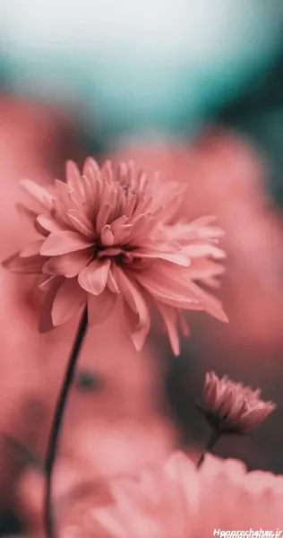  تصویر زمینه گل رز قرمز متحرک و زیبا