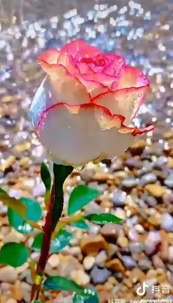  تصویر زمینه گل رز قرمز متحرک و زیبا