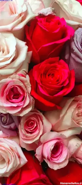  تصویر زمینه گل رز قرمز متحرک و زیبا