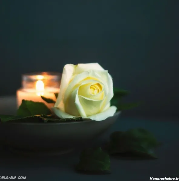  تصویر زمینه گل رز قرمز متحرک و زیبا