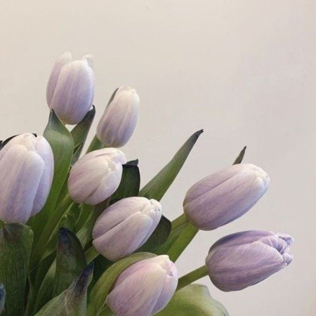  عکس دسته گل خواستگاری فیک