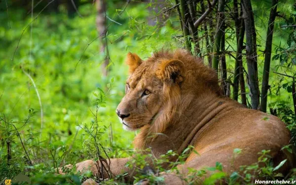 زیباترین عکس شیر جنگل