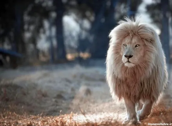  زیباترین عکس شیر جنگل