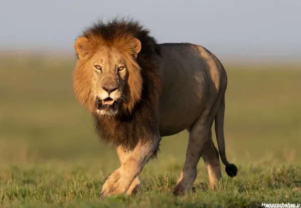  زیباترین عکس شیر جنگل