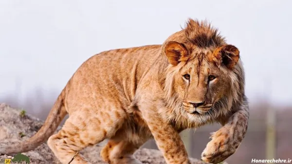  زیباترین عکس شیر جنگل