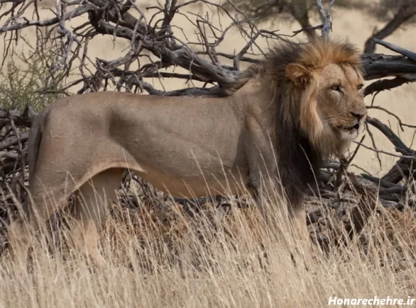  زیباترین عکس شیر جنگل
