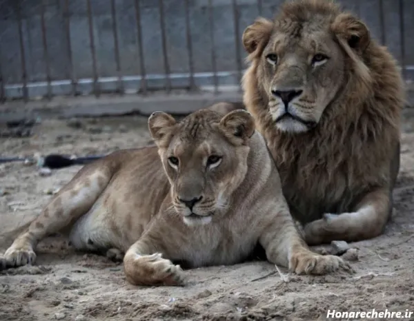 زیباترین عکس شیر جنگل