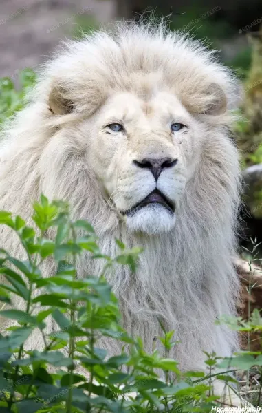  زیباترین عکس شیر جنگل