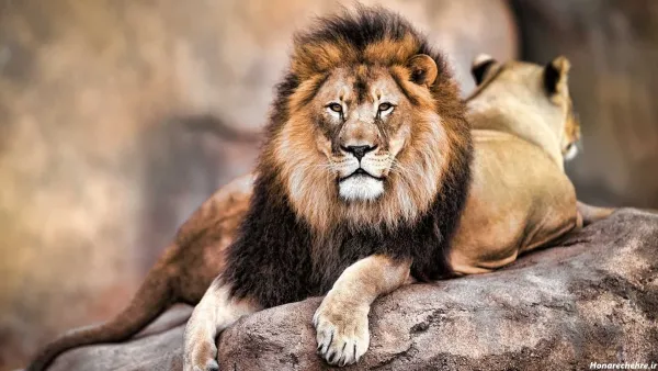  زیباترین عکس شیر جنگل