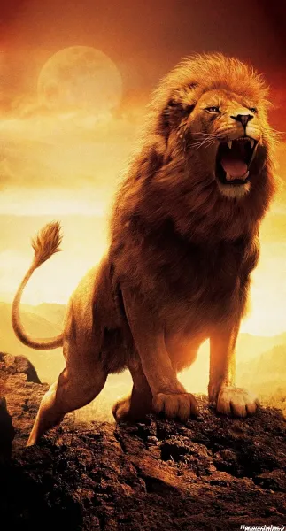  زیباترین عکس شیر جنگل